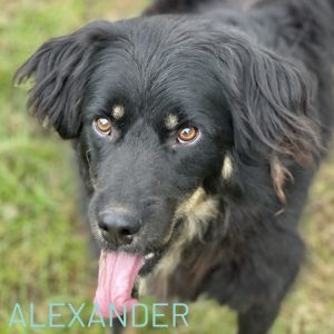 This lovely boy is 6 years young and he has been waiting several years for his forever home. We think he is a mixture of Collie and Labrador and he is full of energy. He is hoping to find an energetic family who love walking and zoomies and ball games! Alexander is neutered and great with people and mixes with many of our other doggies but we think would thrive in a home as an only dog.
Could you open your heart and your home to this handsome boy?
Email adoptions@savingstrays.org.uk to apply to be Alexander’s family
