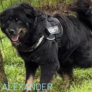 Our beautiful boy Alexander is still looking for his forever home. We rescued him from death row and he has been with us now for a couple of years and is 4 1/2 years old. He is a lively boy, very friendly with dogs and people and comes fully vaccinated and neutered. He would prefer a cat free home and will need a loving family, who loves cuddles and enjoys walks and is happy to take on a mindful watch of his weight and grooming needs.