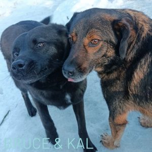 These wonderful brothers were found abandoned near to a flooding river at just 1 year old. This year they turned six so they have been waiting a long time to join a family and these two brothers would like to be adopted together. They are still a little bit nervous with new things so an experienced home is what we are looking for. They wear a lead and harness well but will need help building confidence in social situations. Do you have room for two more on your sofa? You will be loved in abundance and enjoy hours of watching them play together. For more information, please email our friendly team on adoptions@savingstrays.org.uk.