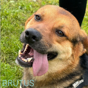 This handsome boy is coming up to 3 years old and has not been with us very long. He was rescued from the same public asylum that the freedom five came from and it took us a year to bring him to safety. So now he is looking for a home to call his own. He's extremely friendly and loves the company of other dogs and people, but he will need a little bit of work to build his confidence walking on a harness and lead.