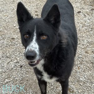Buck is a cheerful boy who is approximately 3 years old, 20 kilos and was saved from beong neaten outside a bakery. Buck is a beautiful boy, cheerful, calm, playful, loves to cuddle, loves people, is great with dogs and knows how to walk on a leash and is great with children. Buck doesn't like to be in enclosed spaces and so kennel life doesn't suit him. To learn more about how to adopt this boy please email our team on adoptions@savingstrays.org.uk