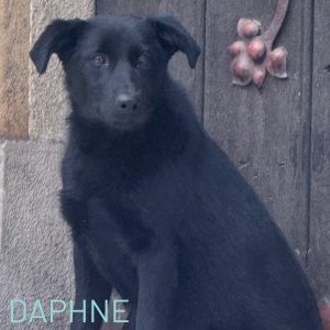 Daphne was run over on the streets and suffered a broken leg. Thankfully, a kind member of the public saved her and reached out to us for some help. She is now totally recovered and although a quieter more timid girl, she loves the sound of a piano playing and is ready to join a family all of her very own. She is just over one year-old and medium sized. For more information on this beauty please email our team on adoptions@savingstrays.org.uk.