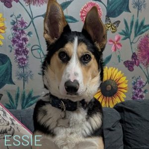 Essie, with her beautiful eye make up, and most softest fur. is approximately 8 months old and was rescued by one of our volunteers during a trip to Sarajevo. They fell so in love that Essie came over to live with the family. However, the family cat is old and fragile and Essie's natural prey drive has kicked in. Essie is a beautiful girl, and very special. She loves people and dogs. Due to her young age Essie still does some mouthing but will grow out of this. Essie is a super intelligent girl who requires stimulation as well as exercise. Please email our team on adoptions@savingstrays.org.uk