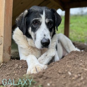 Galaxy is 5 1/2 years young and we knew of his existence on the streets for over a year. When we finally brought to safety, he blossomed into his character. He is quite reserved, very loyal and loves to sit out in the sunshine. He prefers his own company but is learning to play with his doggy mates and is looking for some humans to call his very own. Once he is connected to you, you will have a loyal friend and guardian for life. To learn more about this grand soul, please email adoptions@savingstrays.org.uk.