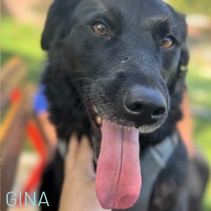 Would you like to wake up to this smile every morning? Well, Gina would be happy to oblige. This gorgeous girl is super friendly, a collie lab mix and is 6 years young. She gets on very well with Honey the kennel cat and is friendly with other dogs and loves people and has been waiting in Kennels for over two years for her forever family to find her. She will bring you nothing but joy and will complete any family.
If you can welcome this girl into your home then please email adoptions@savingstrays.org.uk and our Adoptions team will be happy to talk to you further about the adoption/fostering process.
