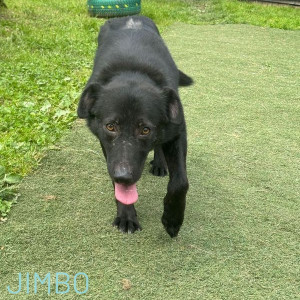 Jimbo came into our care when he was abandoned by another rescuer and this wonderful 20 month old boy is so ready to join a loving family. He gets on very well with all the dogs in our care and also with our head of cat testing, Honey the cat. Jimbo is neutered and fully vaccinated and like all our dogs comes with full RBU. He is a bundle of joy and will make a wonderful companion for any loving family.