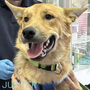 Jupiter was rescued with his friend Joy in October 2025 and has a dazzling smile and personality to match. He is estimated to be approximately 14 months and walks well on a harness and lead but will need a bit of patience to get his confidence higher in public places. A mixed breed with some Shepherd influence, he has a truly wonderful nature and is longing to be loved by a family of his own. To learn more about this happy boy please email our team on adoptions@savingstrays.org.uk.