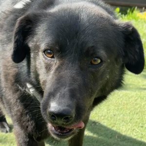 Jimbo has been with us for many years. He arrived as a confident Rescue Dog but had a bad experience at the vets which set him back. With lots of love and support we feel he is now ready to join an experienced family who will be prepared to give him time to settle. He has a wonderful nature, gentle and loving and at 5 years old he has already lived too long in a kennel environment and on the streets. Jimbo likes human contact and company and gentle walks on the lead and harness and once he knows you, he enjoys some gentle fussing. Could you give Jimbo the home and love that he deserves?