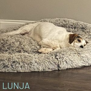This shy 10yr old girl Lunja has had the hardest of lives. She was shot in the leg and tortured on the streets. Lunja is a lover of people and loves nothing better than a tummy tickle and being gently chatted to. We are looking for a forever family with no other dogs or small furries for Lunja to have a quiet loving home in her final years. Lunja walks well for short walks on a harness and lead. Could you be Lunja’s person? She just needs a quiet home with her own comfy bed and lots of cuddles and she is ready to give you her heart.Email adoptions@savingstrays.org.uk