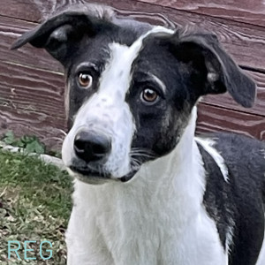 Reg has always been the bravest of his nervous siblings and is now ready to move onto the next stage of his journey and needs a kind loving foster home to help him do that.
Could that be you? He is a friendly boy, fully vaccinated and neutered and likes the company of other dogs. He will need help with getting used to harness and lead and understanding the outside world.
