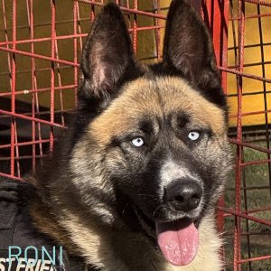 This handsome Shepherd is 2 1/2 years young and was rescued as a youngster from the floods in Bosnia. He is on the larger side but he walks well on a harness and lead and loves to play in the paddling pool and have cuddles with his human friends. He would prefer an experienced family used to larger dogs and he’d like to be an only dog. He takes guidance well and has the biggest heart and so much love to give so if you could adopt him and become his family, please email our lovely adoptions team on adoptions@savingstrays.org.uk
