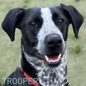3 year old Trooper has been in kennels all of his life, he is still waiting for his family to come along - could that be you? His brother Jak recently got adopted so we are hoping for a happy beginning for Trooper now. He is very vigilant and loves to chase, so no small furries. Trooper loves cuddles and walks really well on a harness and lead. He needs someone who will help his confidence in the world around him. To open your heart and home to this boy email adoptions@savingstrays.org.uk