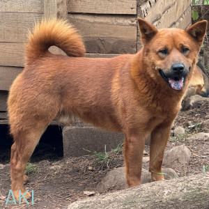 Oh my goodness this handsome boy has taken our breath away! Isn’t he gorgeous! Could he be your forever companion?
Aki is super friendly, medium sized at about 26kilos and so so friendly. He is 2 years old and was abandoned by the people who bought him and we are helping to find him a family in a foster or adopted family. For more information email adoptions@savingstrays.org.uk