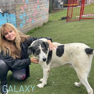 Our very own Guardian boy is on the larger side at soft of nature. He would probably prefer to be an only dog as he had deeply loyal. He gets on well with other dogs particularly females and like the lean and a cuddle. He is neutered, fully vaccinated and has an APHA specialist test. To adopt this gentleman please email adoptions@strays.org.uk.