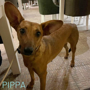 Pippa is now ready to find a home of her own and hopes that her new family are reading this now. She is friendly with other dogs, is fully vaccinated and spayed. She is a loving young girl who will make the most loyal companion to any individual or family. Can you help us complete her rescue journey and give her a home to call her own? To apply to adopt Pippa please email adoptions@savingstrays.org.uk today.